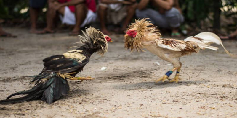 Trường gà Savan Giới thiệu về Trường gà Savan tại Hitclub